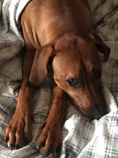 Rhodesian Ridgeback-Beitrag-Bild