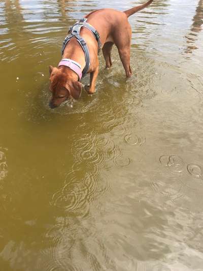 Rhodesian Ridgeback-Beitrag-Bild