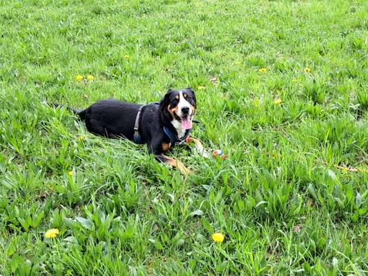 Hundetreffen-Spieltreff und Spaziergänge-Bild