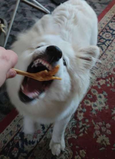 Fotochallenge Guten Appetit! Dein Hund beim futtern-Beitrag-Bild