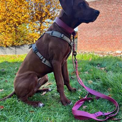 Hundetreffen-Ridgeback Power sucht Power Buddy-Bild