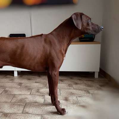 Hundetreffen-Ridgeback Power sucht Power Buddy-Bild