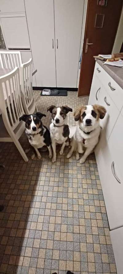 Hundetreffen-Spaziergänge-Bild