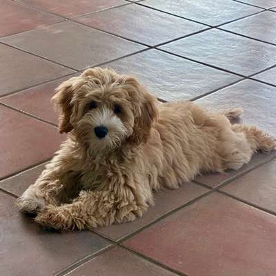 Hundetreffen-Welpentreffen in Henstedt-Ulzburg