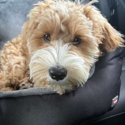 Hundetreffen-Welpentreffen in Henstedt-Ulzburg