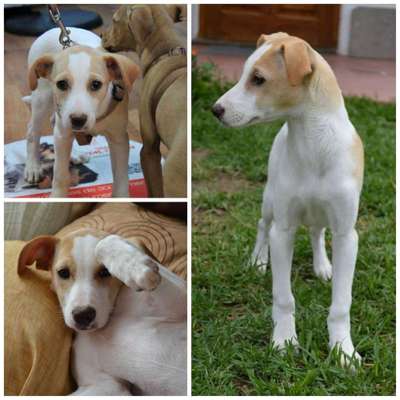 Welpen Bilder !-Beitrag-Bild