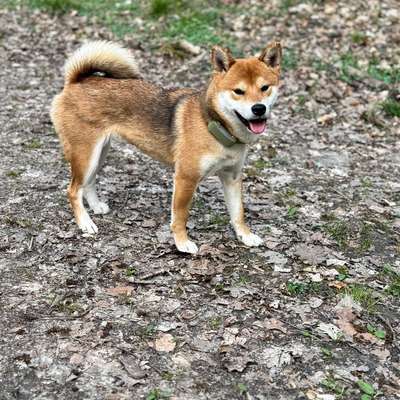 Shiba - Eltern-Beitrag-Bild