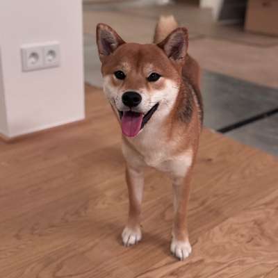 Shiba - Eltern-Beitrag-Bild