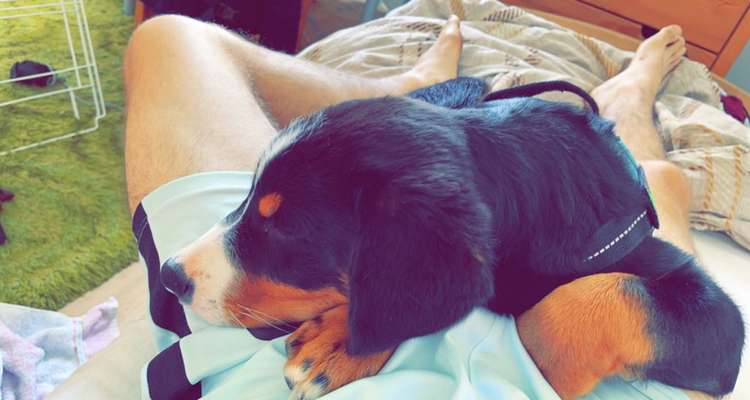 Welpen Bilder !-Beitrag-Bild