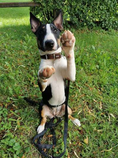 Hundetreffen-Gemeinsames Laufen & Spielen-Bild