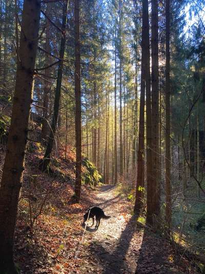 Hundetreffen-Socialwalk und Frustrationstoleranz-Bild