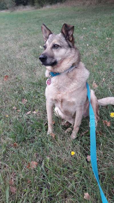 Welche Hunderasse-Beitrag-Bild