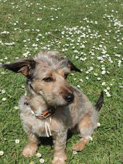 Zeigt her eure Pudel und Pudelmischlinge (:-Beitrag-Bild