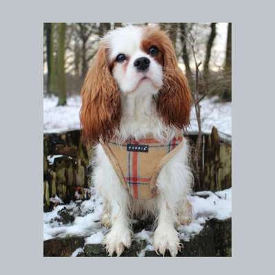 Die Dogorama Kalender Challenge Teil 2/4-Beitrag-Bild