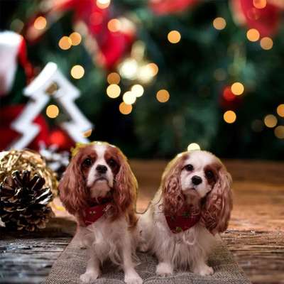 Cavalier King Charles Spaniel?-Beitrag-Bild