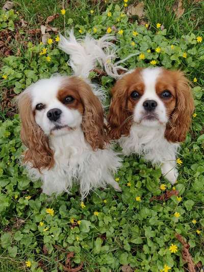 Die Dogorama Monats Challenge "Es grünt und blüht"-Beitrag-Bild