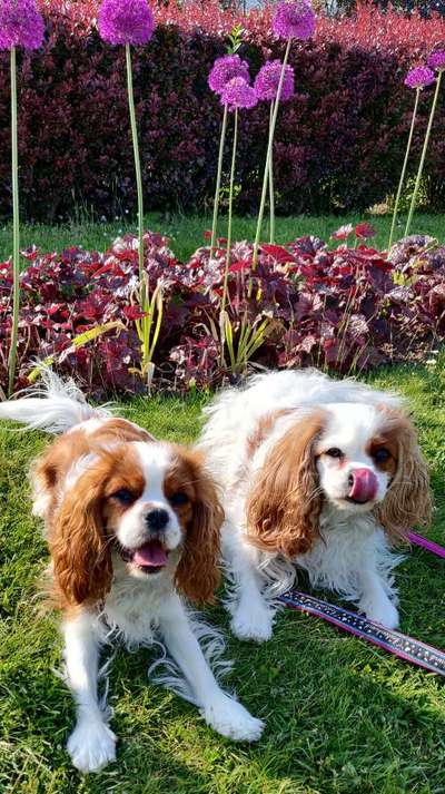 Cavalier King Charles Spaniel?-Beitrag-Bild