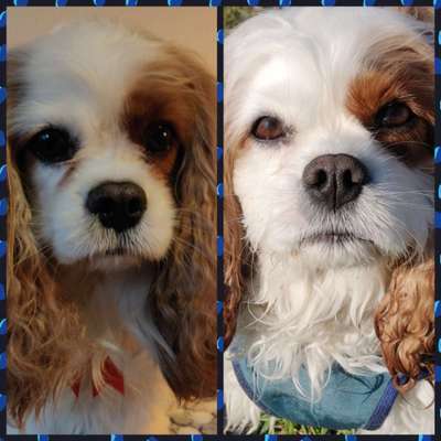 Cavalier King Charles Spaniel?-Beitrag-Bild