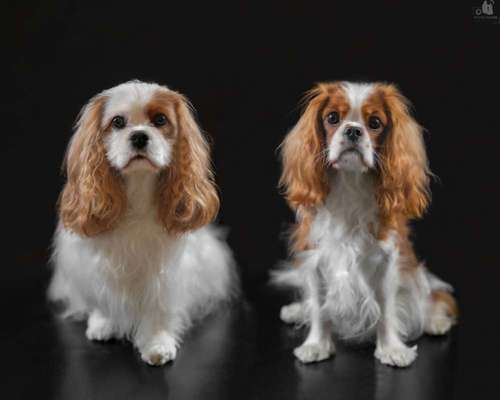 Cavalier King Charles Spaniel
Raum Köln, Bonn, Eifel-Beitrag-Bild