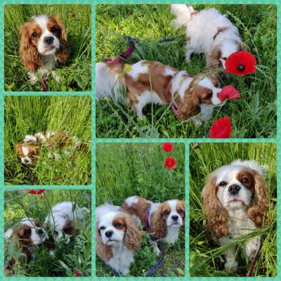 Cavalier King Charles Spaniel?-Beitrag-Bild