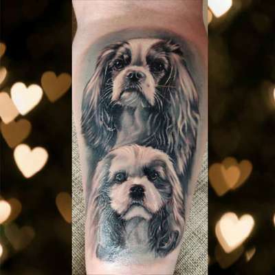 Cavalier King Charles Spaniel?-Beitrag-Bild