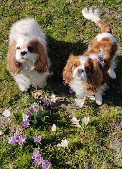 Cavalier King Charles Spaniel?-Beitrag-Bild