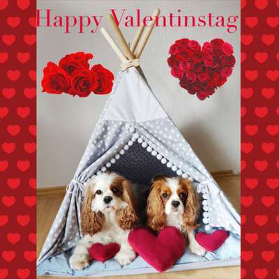 Cavalier King Charles Spaniel?-Beitrag-Bild