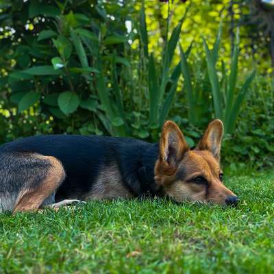 Hundetreffen-Spaziergänge-Bild