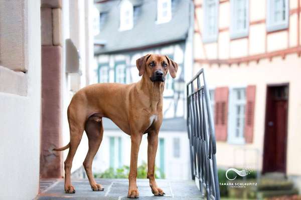Rhodesian Ridgeback-Beitrag-Bild