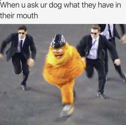 Hunde Memes-Beitrag-Bild