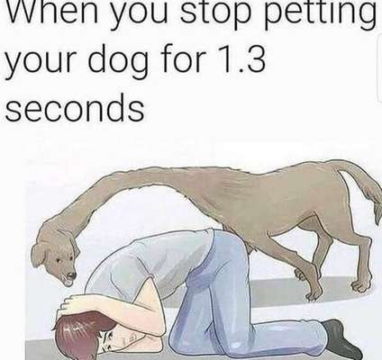 Hunde Memes-Beitrag-Bild