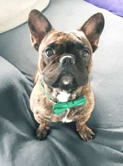 Französische Bulldoggen-Beitrag-Bild