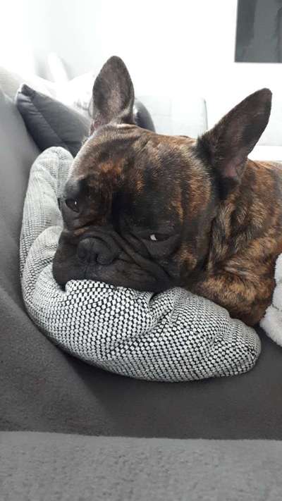 Französische Bulldoggen-Beitrag-Bild