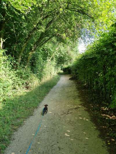 Hundeauslaufgebiet-Wald und Wasser rund um Haus Horst-Bild