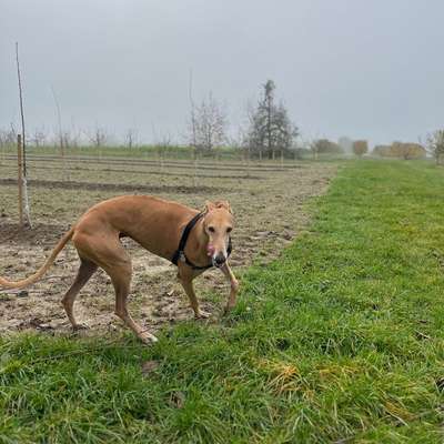 Hundetreffen-Hundefreunde gesucht-Bild