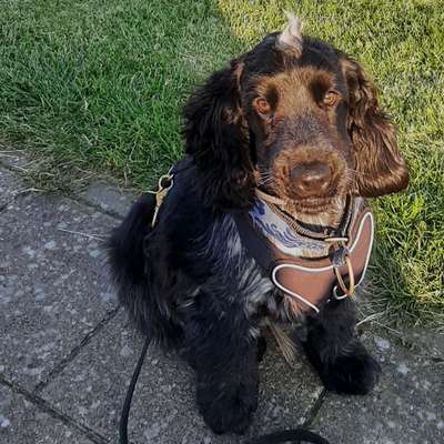 Hundetreffen-Kurzes geführtes Gassigehen-Bild