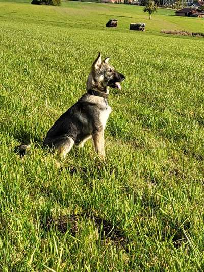 Wolfhunde Besitzer TWH oder SWH hier?-Beitrag-Bild