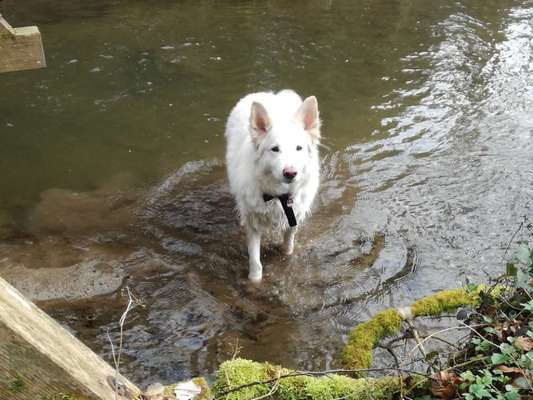Weißer Schweizer Schäferhund-Beitrag-Bild