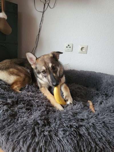 Wolfhunde Besitzer TWH oder SWH hier?-Beitrag-Bild
