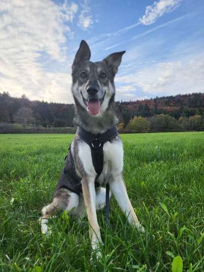 Wolfhunde Besitzer TWH oder SWH hier?-Beitrag-Bild