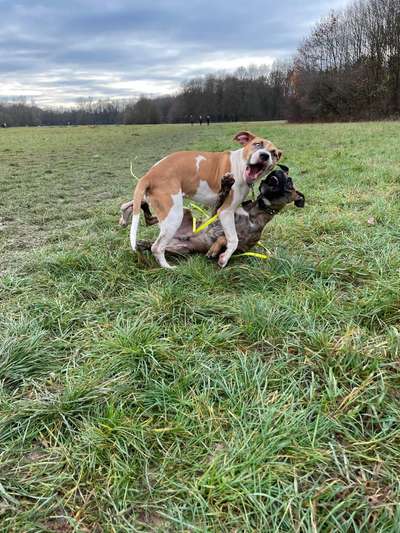 Lustigsten Grimassen von euren Hunden-Beitrag-Bild