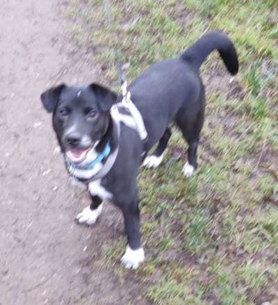 Patterdale Terrier-Beitrag-Bild