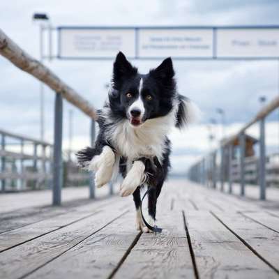 Hundetreffen-Spaziergang und Training-Bild
