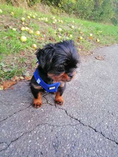 Welpen Bilder !-Beitrag-Bild