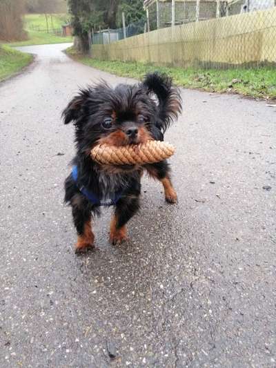 Die Dogorama Wochen Challenge-Beitrag-Bild