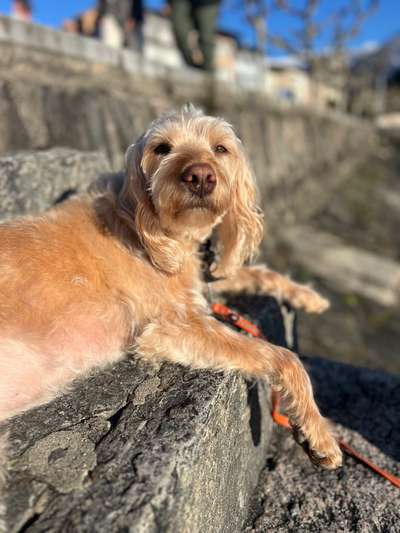 TierschutzhundeStammtisch🐕-Beitrag-Bild