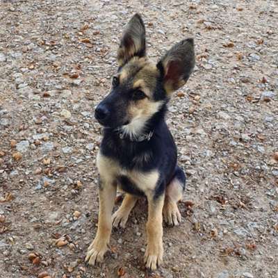 Hundetreffen-Junghunde-Treffen / Sozialkontakt / Spaziergänge / gemeinsames Lernen