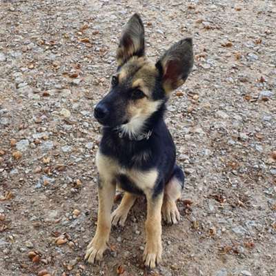 Hundetreffen-Junghunde-Treffen / Sozialkontakt / Spaziergänge / gemeinsames Lernen-Profilbild