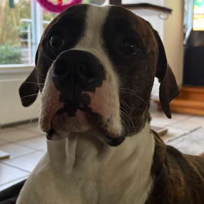 Hundetreffen-Welpentreffen