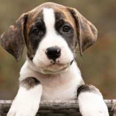 Hundetreffen-Welpentreffen-Profilbild